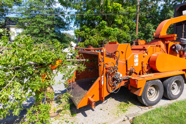 Best Tree Trimming Near Me  in Moundville, AL